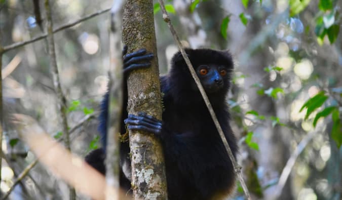 Mały czarny lemur zwisający z drzewa w Parku Narodowym Ranomafana, Madagaskar